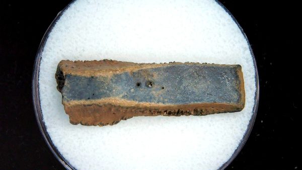 Genuine Pleistocene Age Dasypus Armadillo Scute For Sale from Florida #138a