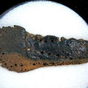 Genuine Pleistocene Age Dasypus Armadillo Scute For Sale from Florida #140