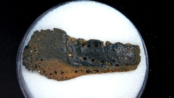 Genuine Pleistocene Age Dasypus Armadillo Scute For Sale from Florida #140