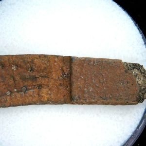 Genuine Pleistocene Age Dasypus Armadillo Scute For Sale from Florida #141
