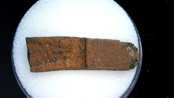Genuine Pleistocene Age Dasypus Armadillo Scute For Sale from Florida #141
