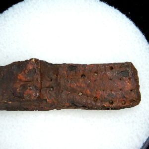 Genuine Pleistocene Age Dasypus Armadillo Scute For Sale from Florida #142