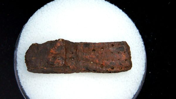 Genuine Pleistocene Age Dasypus Armadillo Scute For Sale from Florida #142