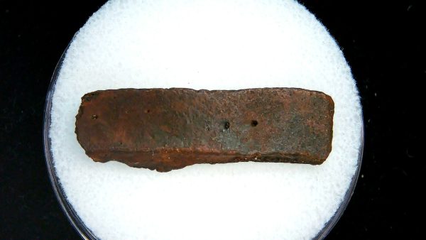 Genuine Pleistocene Age Dasypus Armadillo Scute For Sale from Florida #142a