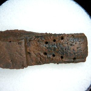 Genuine Pleistocene Age Dasypus Armadillo Scute For Sale from Florida #144