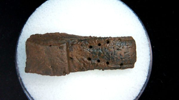 Genuine Pleistocene Age Dasypus Armadillo Scute For Sale from Florida #144