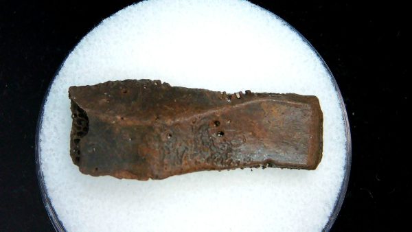 Genuine Pleistocene Age Dasypus Armadillo Scute For Sale from Florida #144a