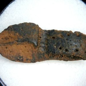 Genuine Pleistocene Age Dasypus Armadillo Scute For Sale from Florida #145