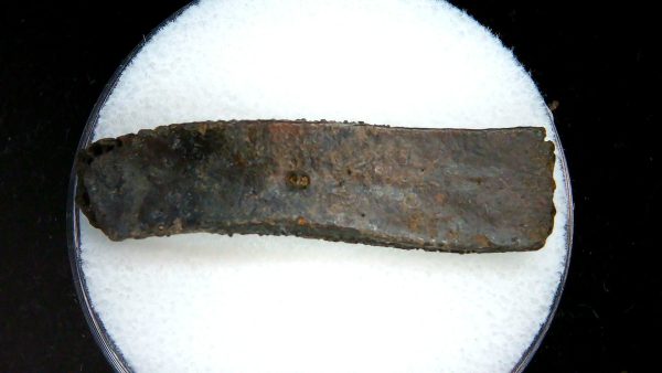 Genuine Pleistocene Age Dasypus Armadillo Scute For Sale from Florida #146