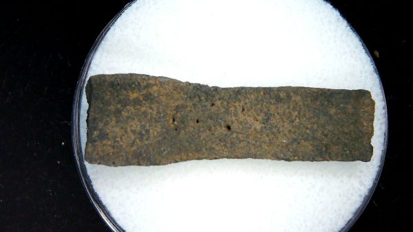 Genuine Pleistocene Age Dasypus Armadillo Scute For Sale from Florida #147a