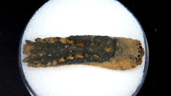 Genuine Pleistocene Age Dasypus Armadillo Scute For Sale from Florida #148
