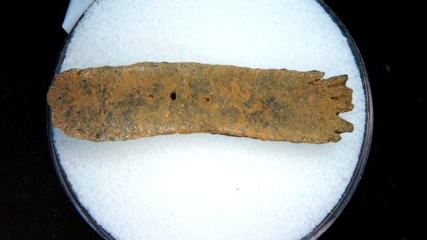 Genuine Pleistocene Age Dasypus Armadillo Scute For Sale from Florida #148a