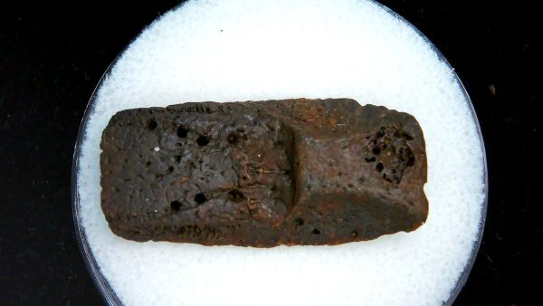 Genuine Pleistocene Age Dasypus Armadillo Scute For Sale from Florida #149