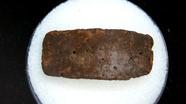 Genuine Pleistocene Age Dasypus Armadillo Scute For Sale from Florida #149a