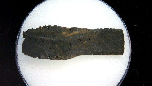 Genuine Pleistocene Age Dasypus Armadillo Scute For Sale from Florida #150a