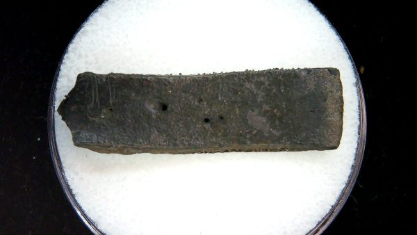 Genuine Pleistocene Age Dasypus Armadillo Scute For Sale from Florida #152a