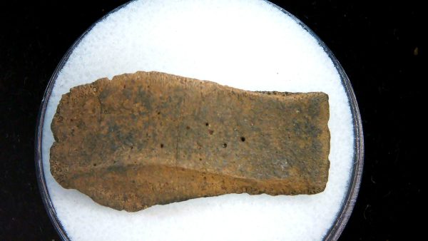 Genuine Pleistocene Age Dasypus Armadillo Scute For Sale from Florida #153a