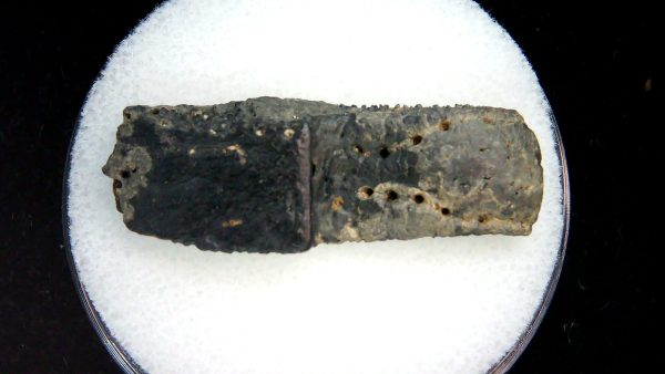 Genuine Pleistocene Age Dasypus Armadillo Scute For Sale from Florida #154