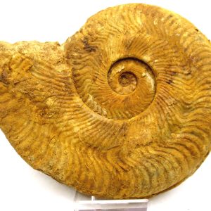 Jurassic Ammonite - Southern France - Unidentified Species #101 5.34"