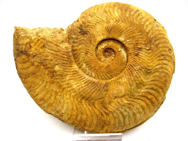 Jurassic Ammonite - Southern France - Unidentified Species #101 5.34"