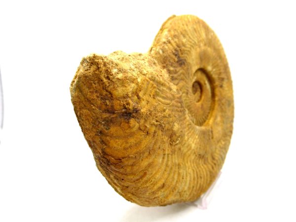 Jurassic Ammonite - Southern France - Unidentified Species #101 5.34" - Image 2