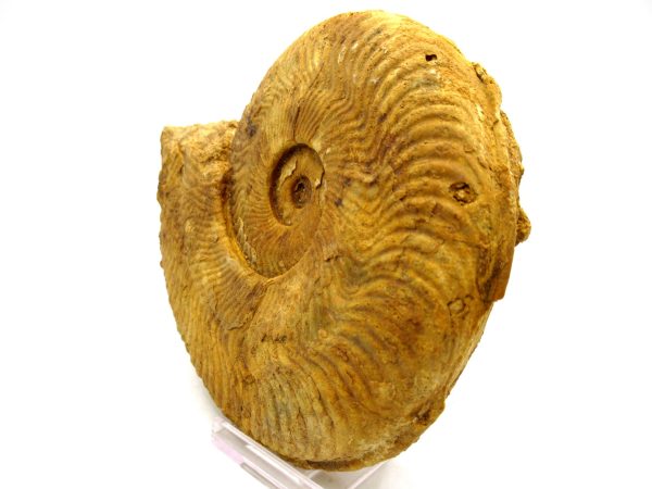 Jurassic Ammonite - Southern France - Unidentified Species #101 5.34" - Image 6