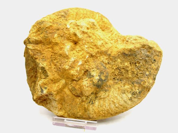 Jurassic Ammonite - Southern France - Unidentified Species #101 5.34" - Image 3