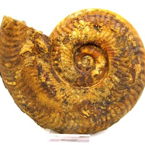 Jurassic Ammonite - Southern France - Unidentified Species #102 5.63"