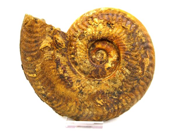 Jurassic Ammonite - Southern France - Unidentified Species #102 5.63"
