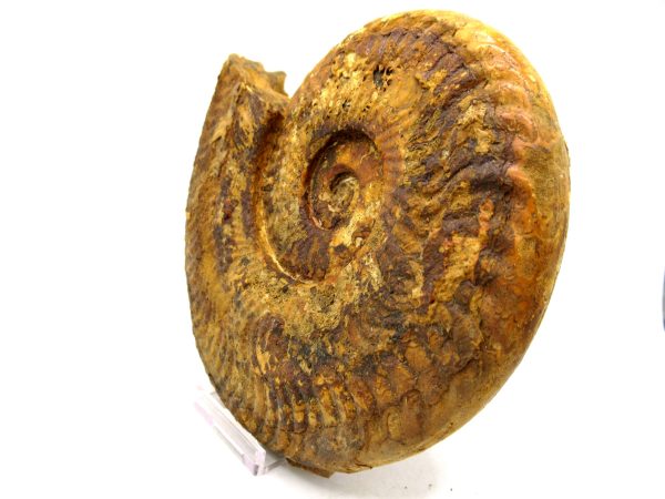 Jurassic Ammonite - Southern France - Unidentified Species #102 5.63" - Image 2