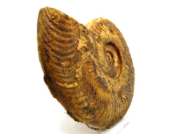Jurassic Ammonite - Southern France - Unidentified Species #102 5.63" - Image 6