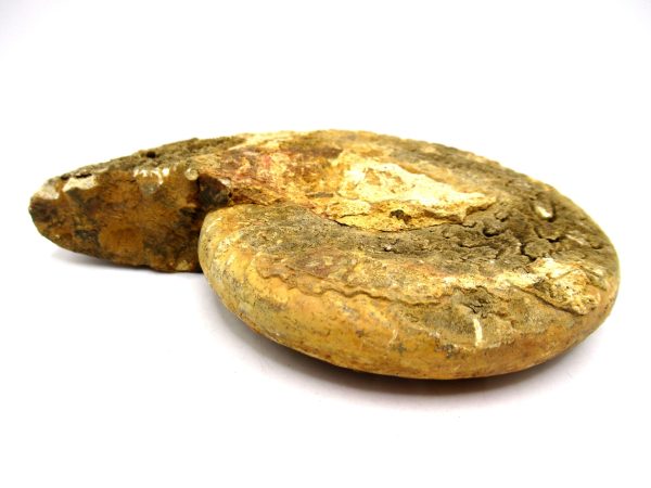 Jurassic Ammonite - Southern France - Unidentified Species #102 5.63" - Image 5