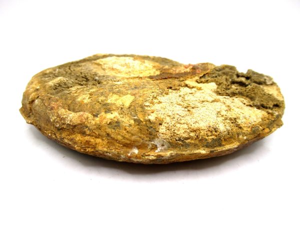 Jurassic Ammonite - Southern France - Unidentified Species #102 5.63" - Image 4