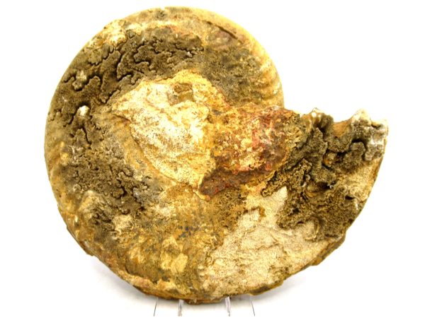 Jurassic Ammonite - Southern France - Unidentified Species #102 5.63" - Image 3