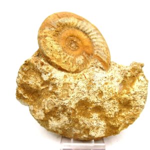 Jurassic Ammonite - Southern France - Unidentified Species #103 4.39"