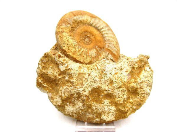 Jurassic Ammonite - Southern France - Unidentified Species #103 4.39"
