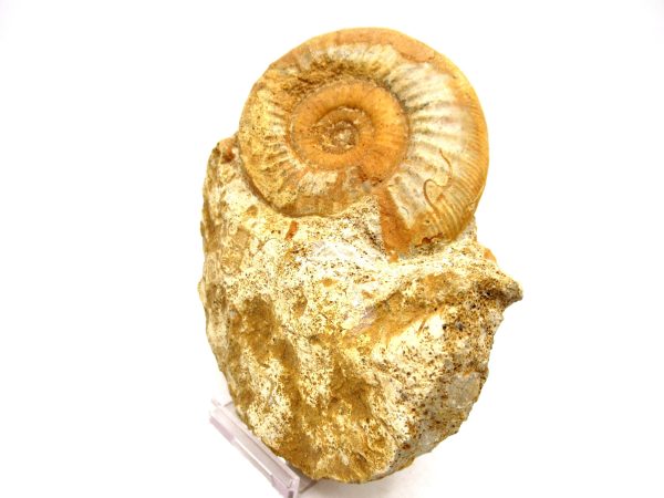 Jurassic Ammonite - Southern France - Unidentified Species #103 4.39" - Image 2