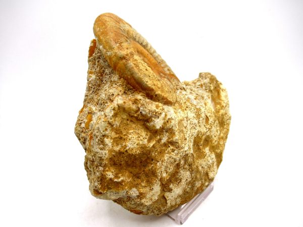 Jurassic Ammonite - Southern France - Unidentified Species #103 4.39" - Image 6