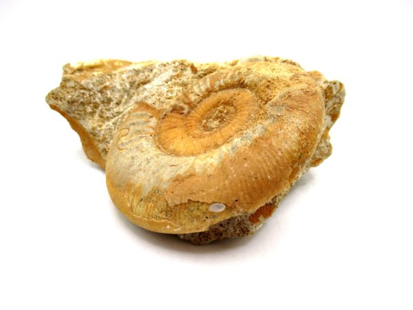 Jurassic Ammonite - Southern France - Unidentified Species #103 4.39" - Image 5