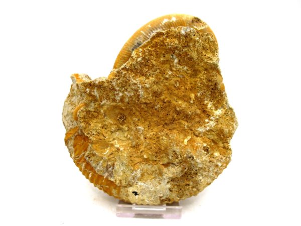 Jurassic Ammonite - Southern France - Unidentified Species #103 4.39" - Image 3