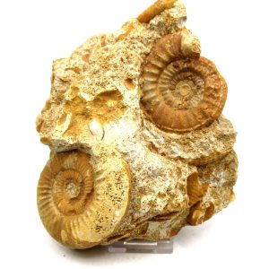 Jurassic Ammonite - Southern France - Unidentified Species #104 5.97"