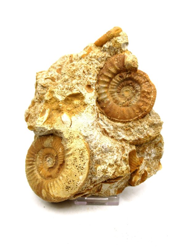 Jurassic Ammonite - Southern France - Unidentified Species #104 5.97"