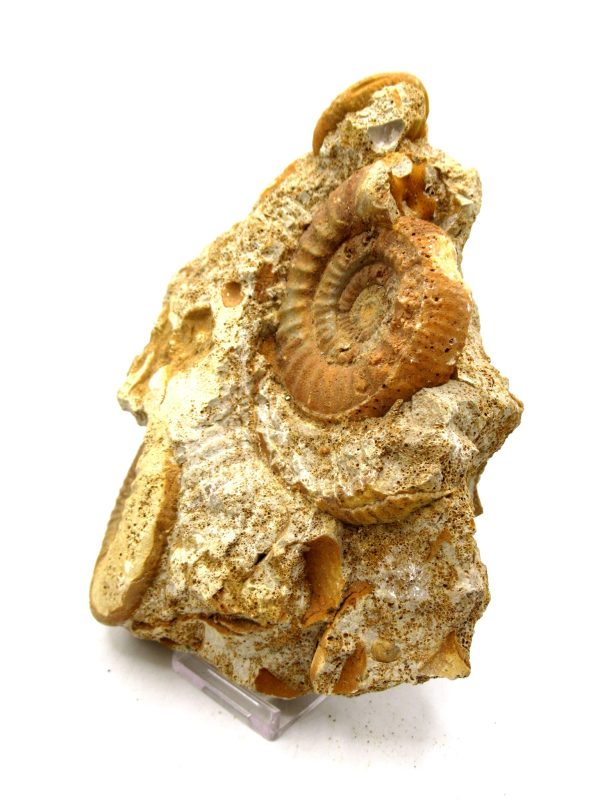 Jurassic Ammonite - Southern France - Unidentified Species #104 5.97" - Image 2