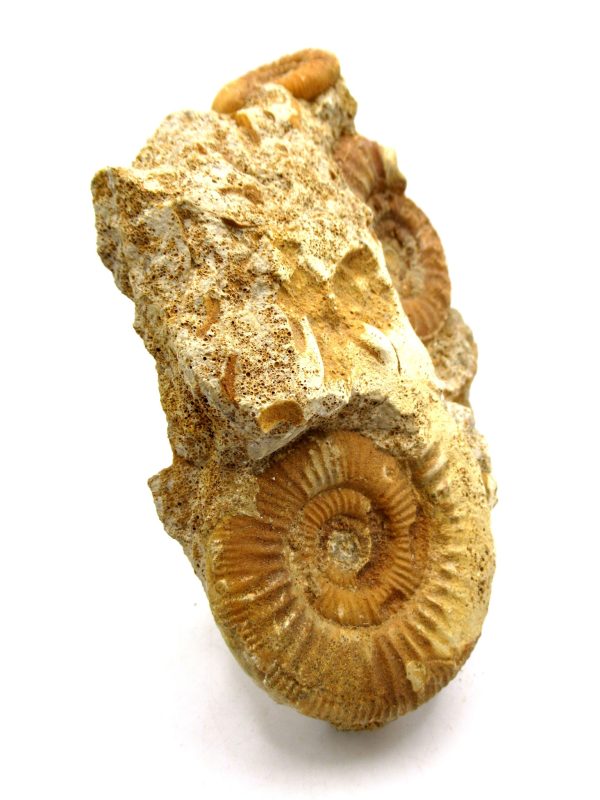 Jurassic Ammonite - Southern France - Unidentified Species #104 5.97" - Image 9