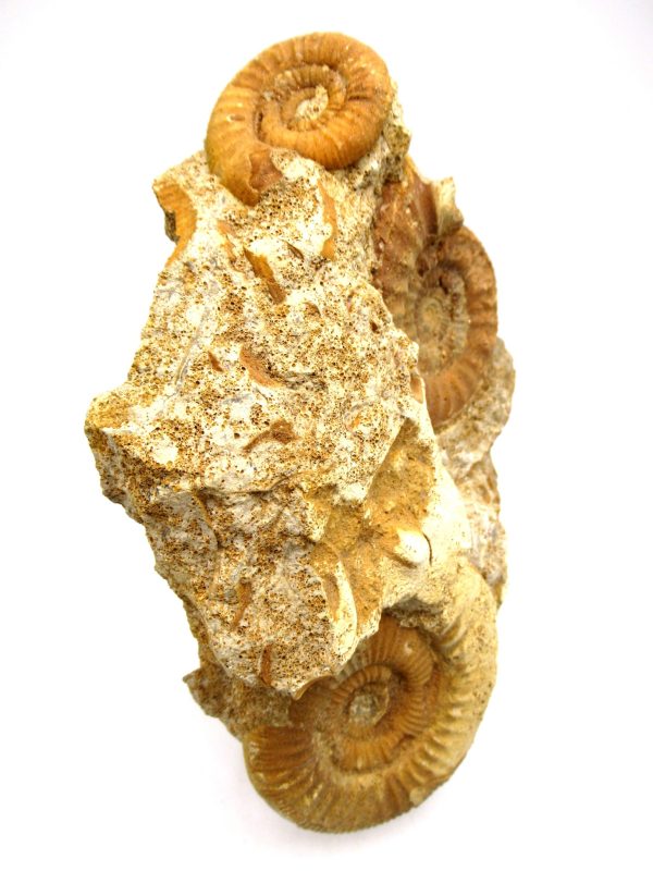 Jurassic Ammonite - Southern France - Unidentified Species #104 5.97" - Image 8