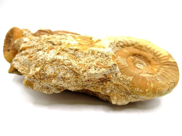 Jurassic Ammonite - Southern France - Unidentified Species #104 5.97" - Image 7
