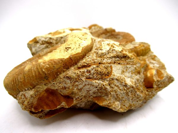 Jurassic Ammonite - Southern France - Unidentified Species #104 5.97" - Image 6
