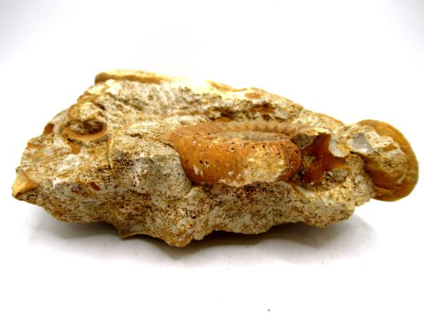 Jurassic Ammonite - Southern France - Unidentified Species #104 5.97" - Image 5