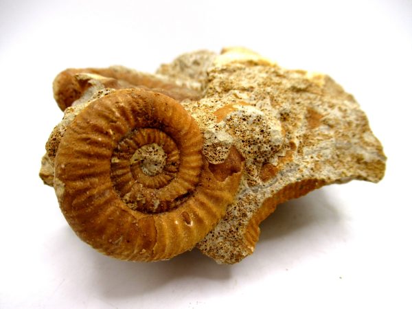Jurassic Ammonite - Southern France - Unidentified Species #104 5.97" - Image 4