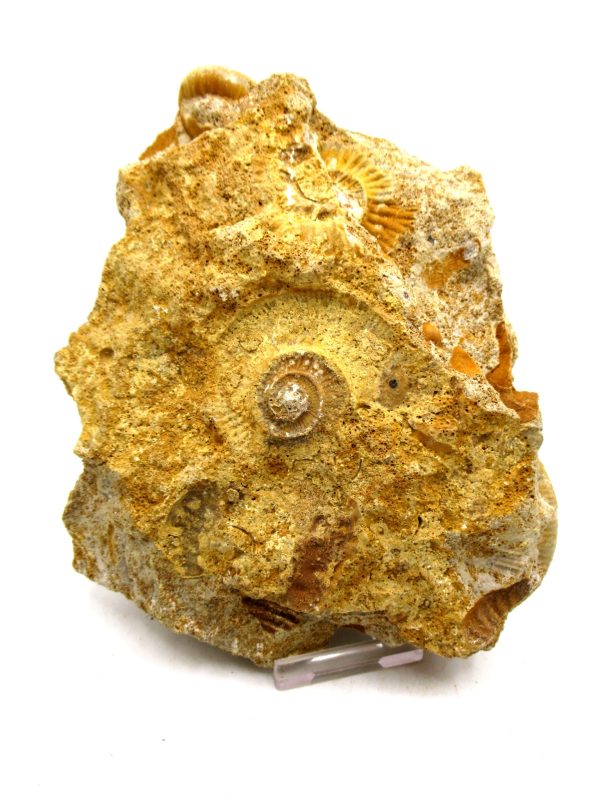 Jurassic Ammonite - Southern France - Unidentified Species #104 5.97" - Image 3